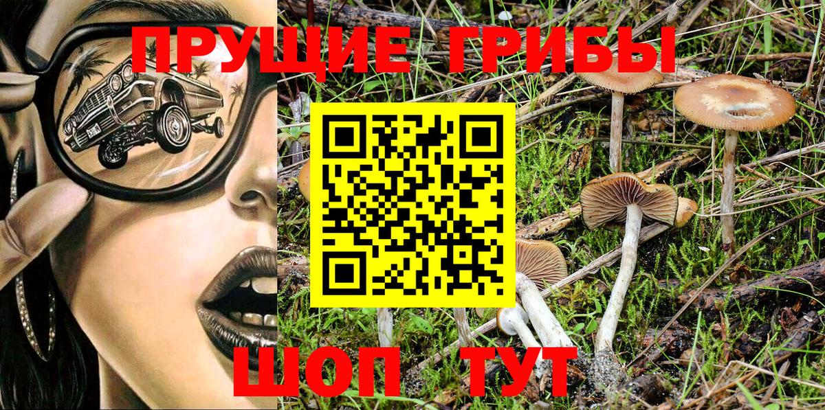 Псилоцибиновые грибы Psilocybe Нерюнгри